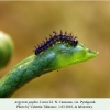 argynnis paphia pyatigorsk larva l2 1